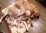 Pups